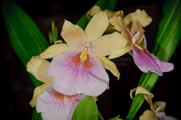 Exposición de Orquideas