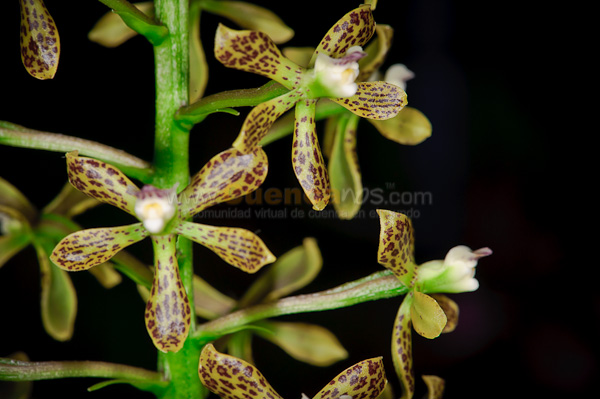 Exposición de Orquideas