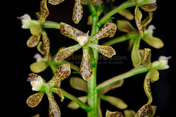 Exposición de Orquideas