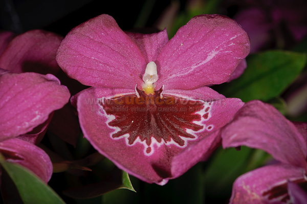Exposición de Orquideas
