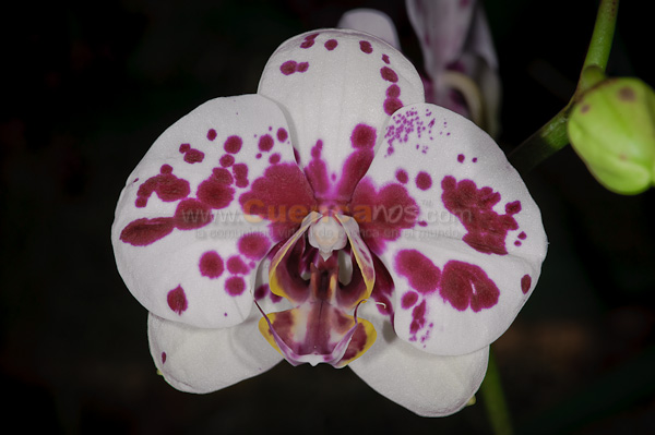 Exposición de Orquideas