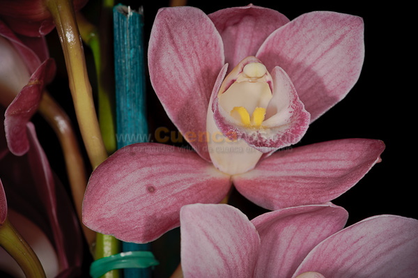 Exposición de Orquideas