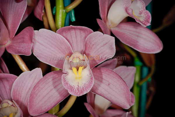 Exposición de Orquideas