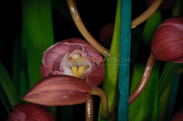 Exposición de Orquideas