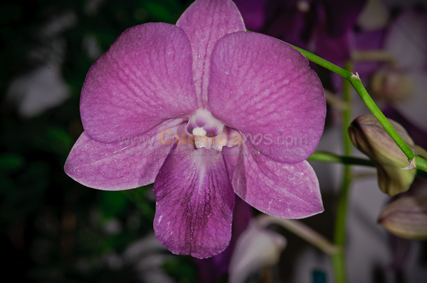 Exposición de Orquideas