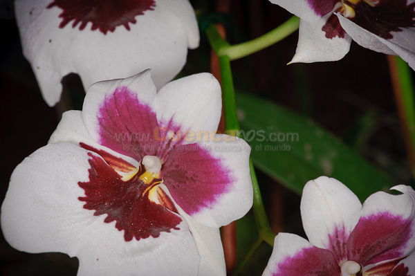 Exposición de Orquideas