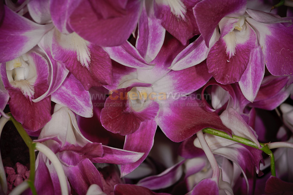Exposición de Orquideas