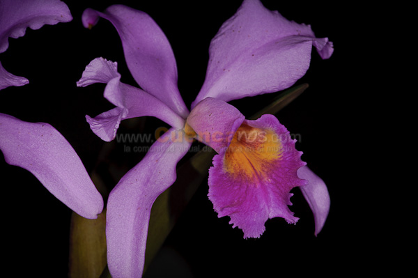 Exposición de Orquideas