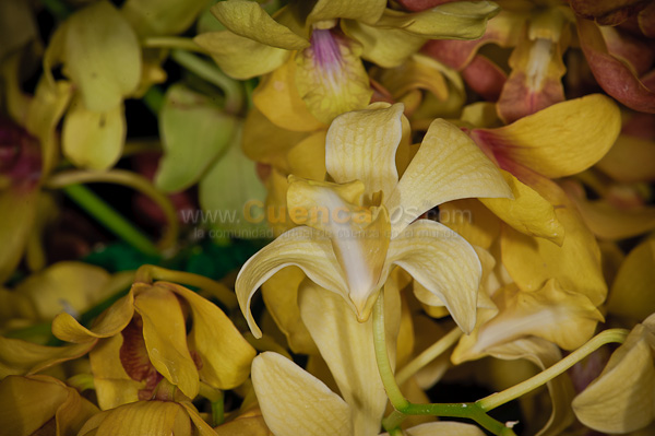 Exposición de Orquideas