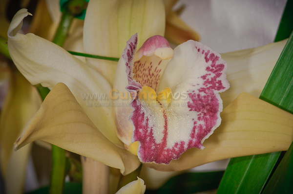 Exposición de Orquideas