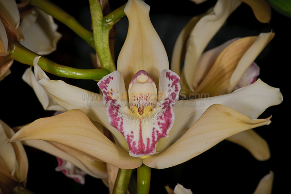Exposición de Orquideas