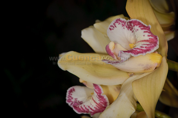 Exposición de Orquideas