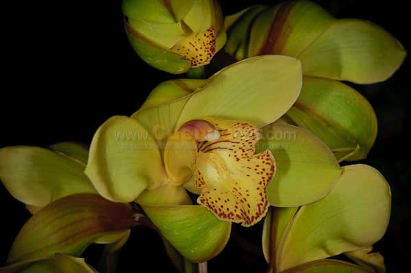 Exposición de Orquideas