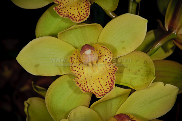 Exposición de Orquideas
