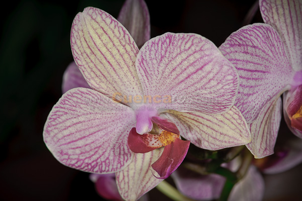 Exposición de Orquideas