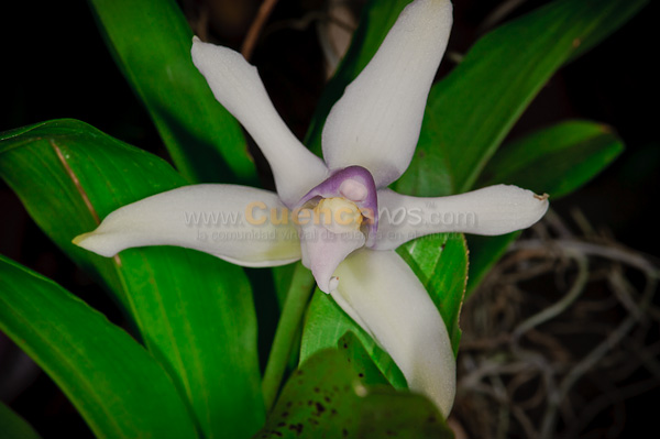 Exposición de Orquideas