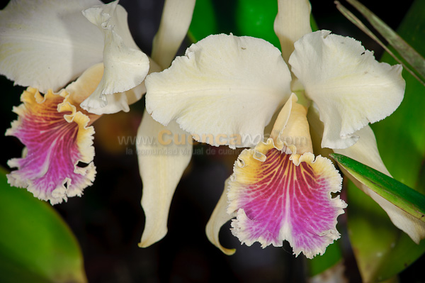 Exposición de Orquideas