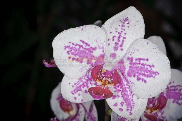 Exposición de Orquideas