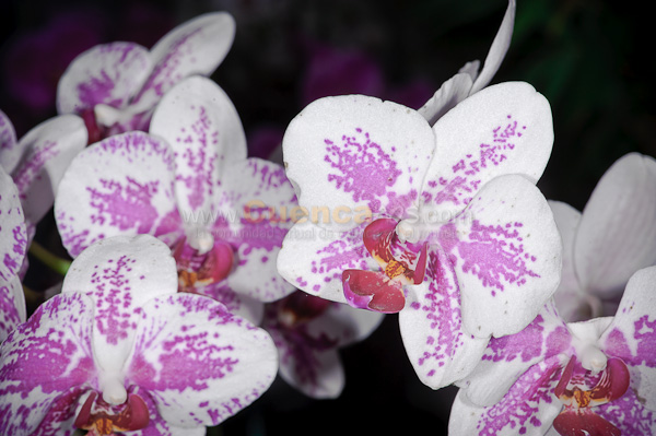 Exposición de Orquideas