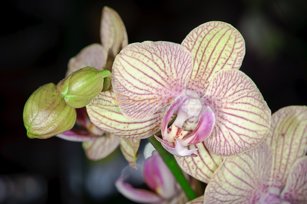 Exposición de Orquideas