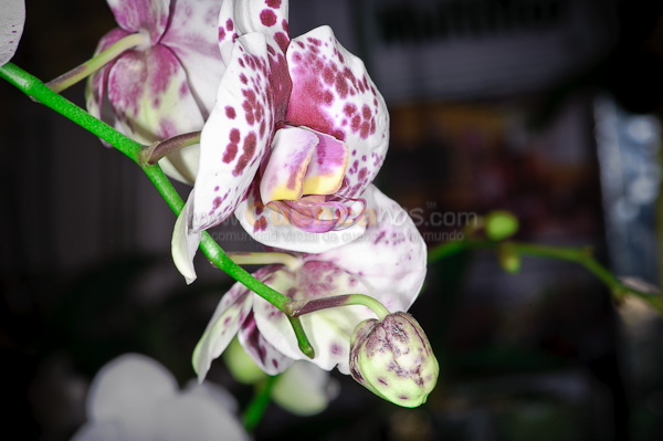 Exposición de Orquideas