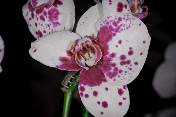 Exposición de Orquideas