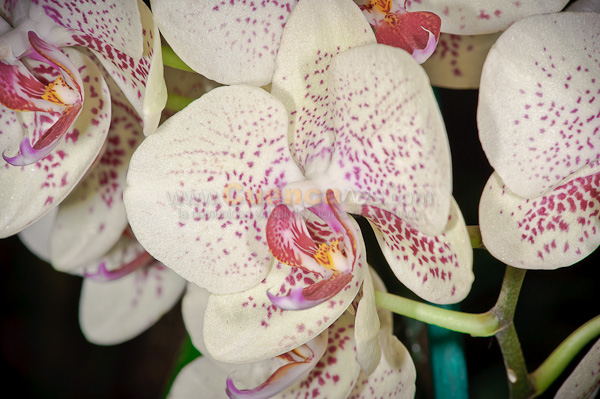 Exposición de Orquideas