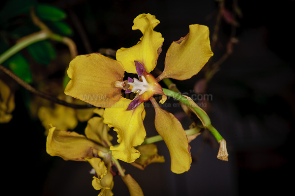 Exposición de Orquideas