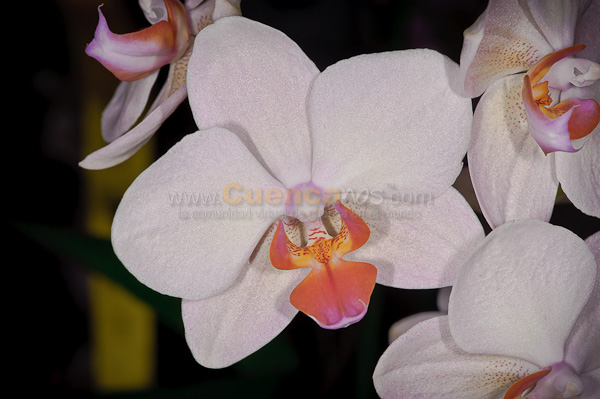 Exposición de Orquideas
