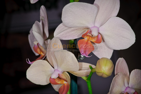 Exposición de Orquideas