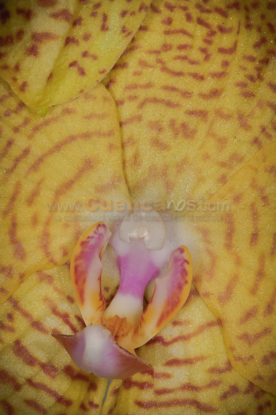Exposición de Orquideas