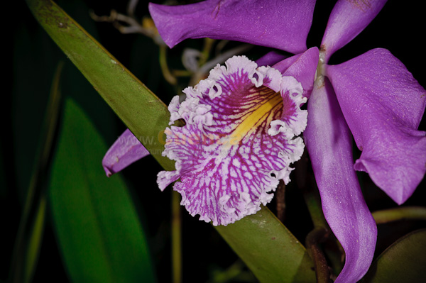 Exposición de Orquideas