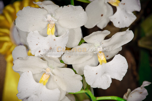 Exposición de Orquideas
