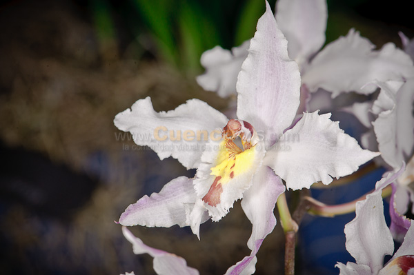 Exposición de Orquideas