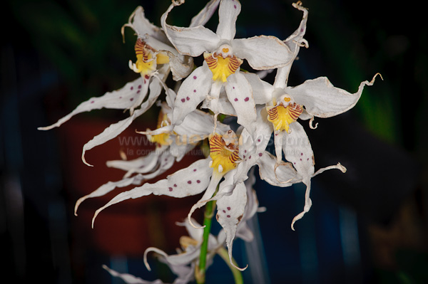 Exposición de Orquideas