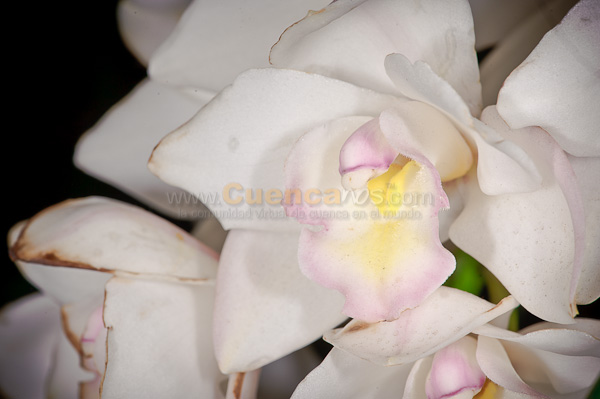 Exposición de Orquideas