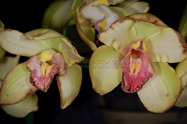 Exposición de Orquideas