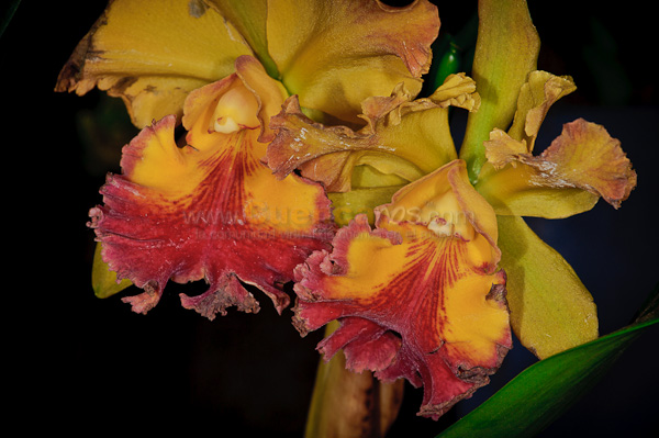 Exposición de Orquideas