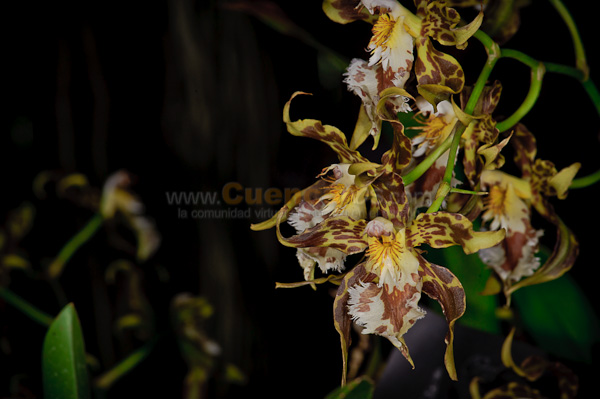Exposición de Orquideas