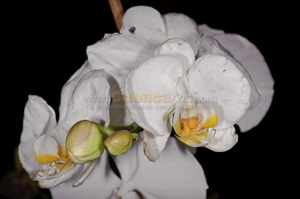 Exposición de Orquideas