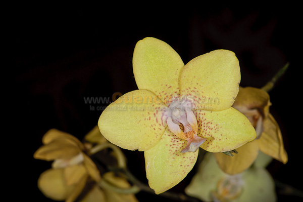 Exposición de Orquideas
