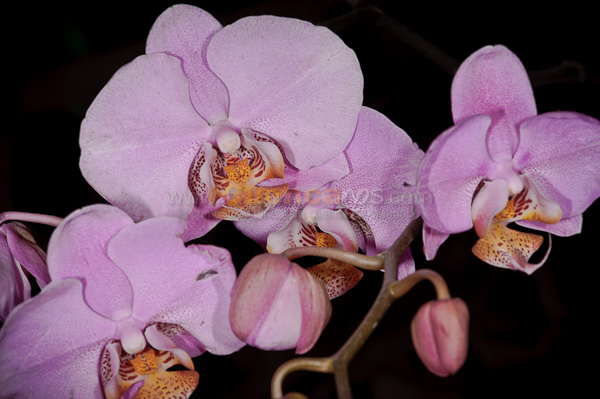 Exposición de Orquideas