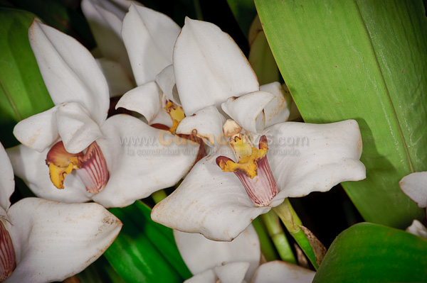 Exposición de Orquideas