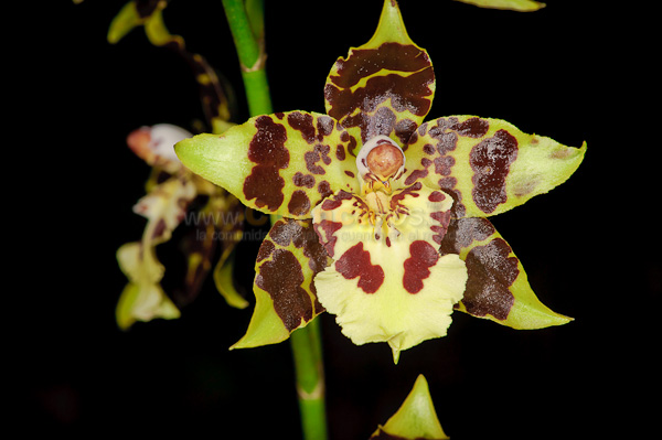 Exposición de Orquideas