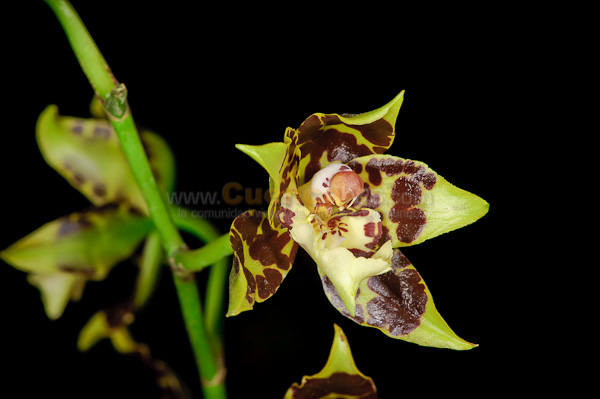 Exposición de Orquideas
