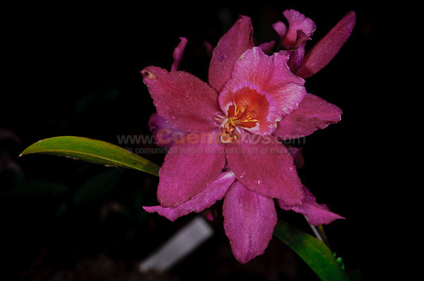 Exposición de Orquideas