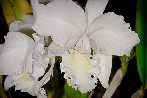 Exposición de Orquideas