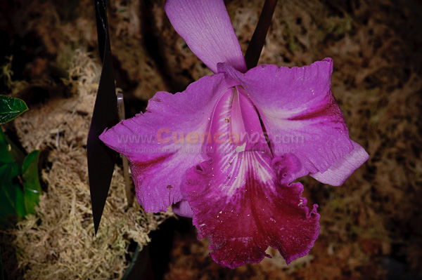 Exposición de Orquideas