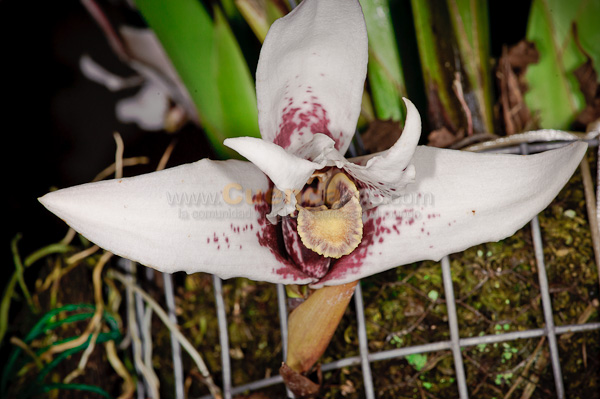 Exposición de Orquideas