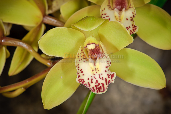 Exposición de Orquideas